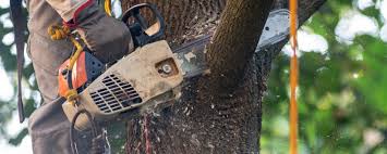  Tularosa, NM Tree Care Pros