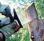 Tularosa, NM Tree Care Company