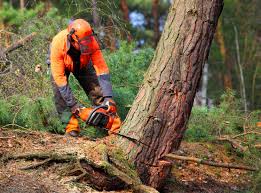 Best Tree Trimming and Pruning  in Tularosa, NM