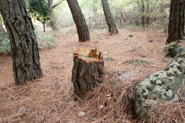 Best Stump Grinding and Removal  in Tularosa, NM