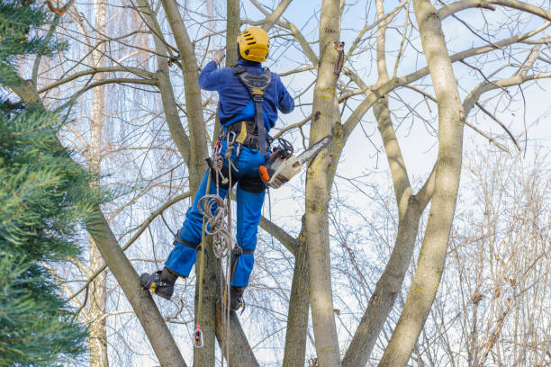 Best Arborist Consultation Services  in Tularosa, NM