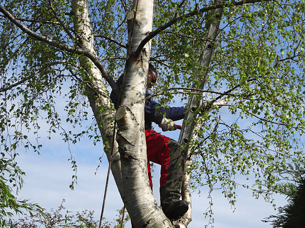 Best Root Management and Removal  in Tularosa, NM