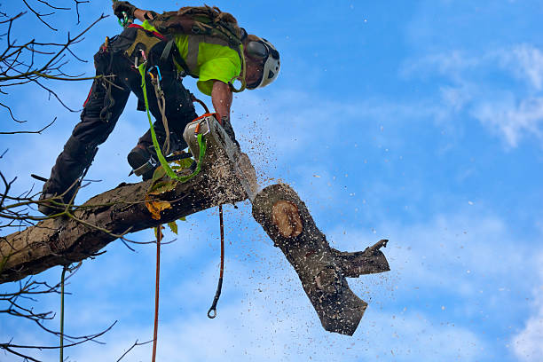 How Our Tree Care Process Works  in  Tularosa, NM